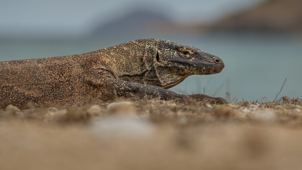 Ученые университета Упсалы сняли на фото останки пресноводного мозазавра Учёные университета Упсалы опубликовали снимки ...