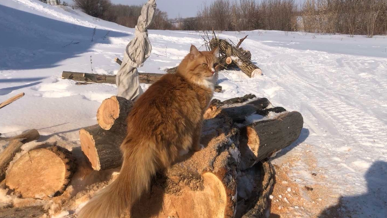 Сильный снег накроет Самарскую область ночью 14...