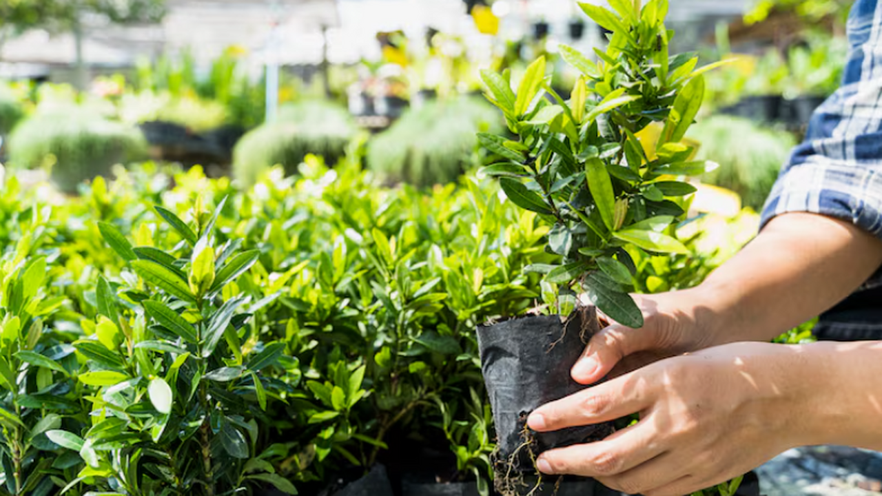 Ботаники доказали, что лёгкие прикосновения сти...