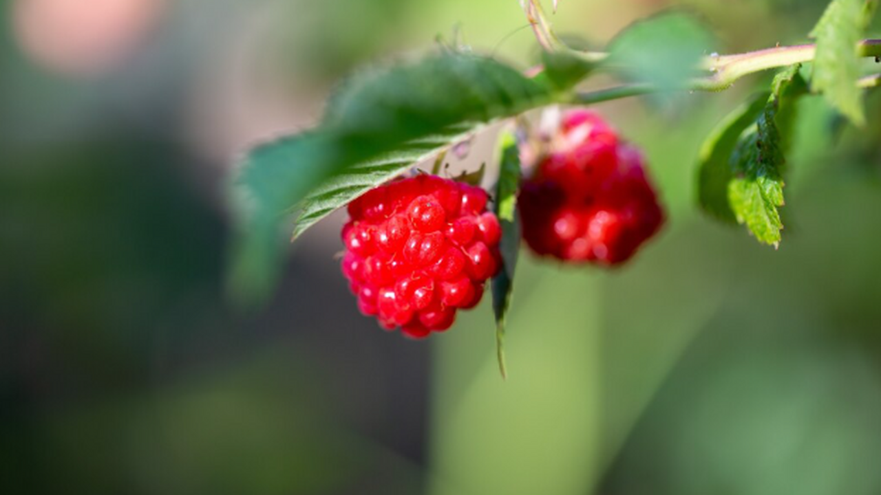 Как подготовить малину к зиме: 6 ключевых шагов для хорошего урожая следующего года Октябрь - самый важный месяц для малины. Пара п...