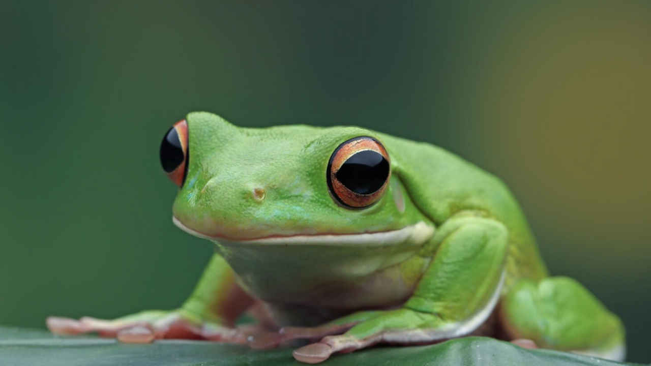 В Перу описали новый вид лягушки, вынашивающей детенышей на спине Учёные обнаружили в Перу новый вид лягушки Gast...
