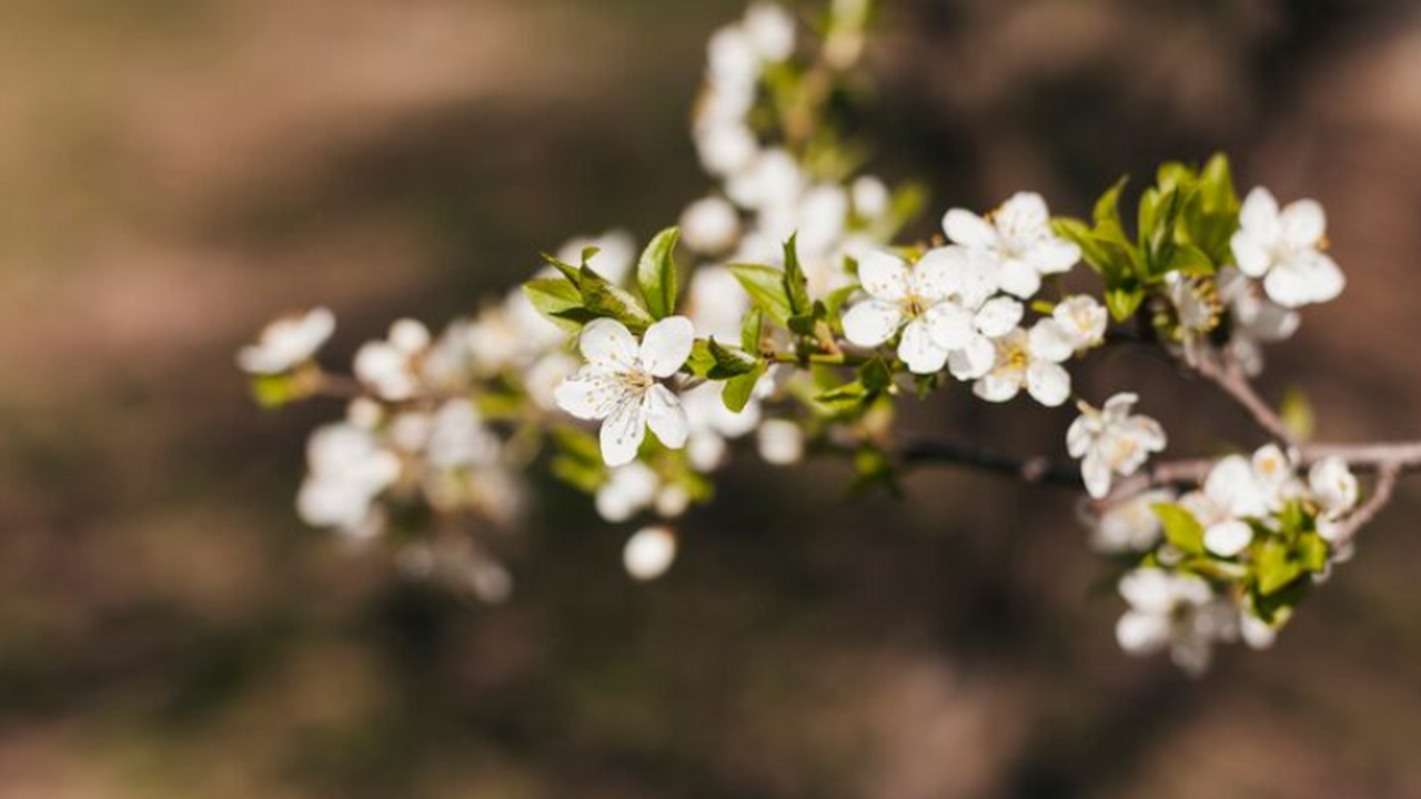 Роса, а не тепло: учёные объяснили, что заставляет растения цвести Исследование показало, что роса запускает синте...