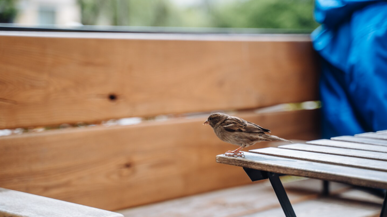 Учёные из Канады показали, что опытные орнитоло...