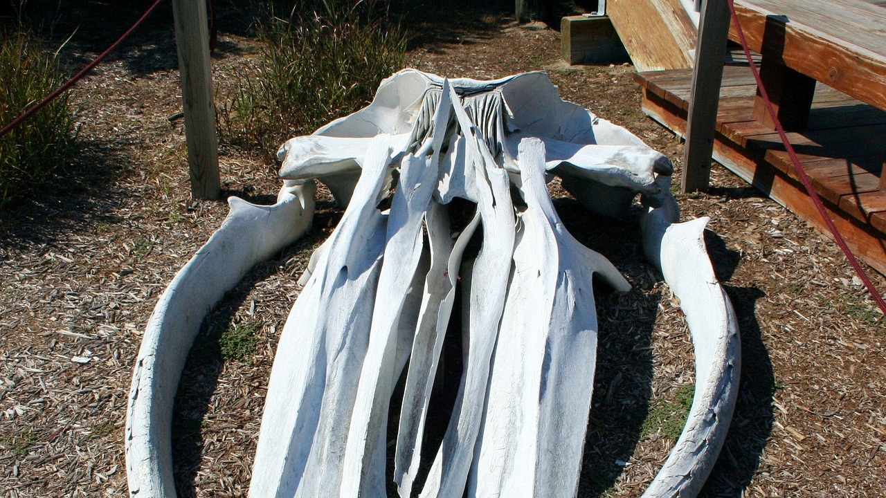 Ошибочное мнение превалировало в течение более ...