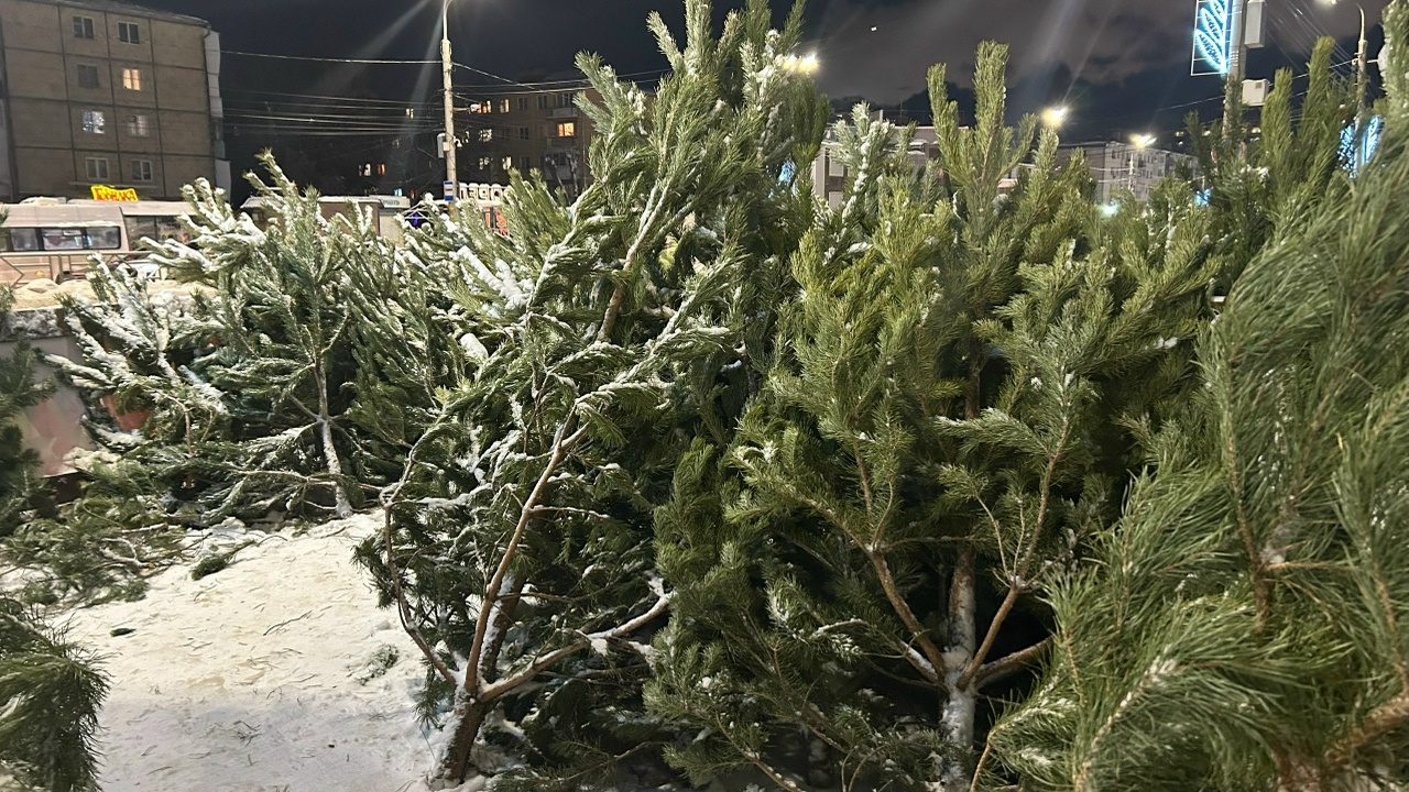 Нарушителям в Самарской области грозят взыскания до 3 миллионов за вырубку елок В некоторых случаях может наступить и уголовная...