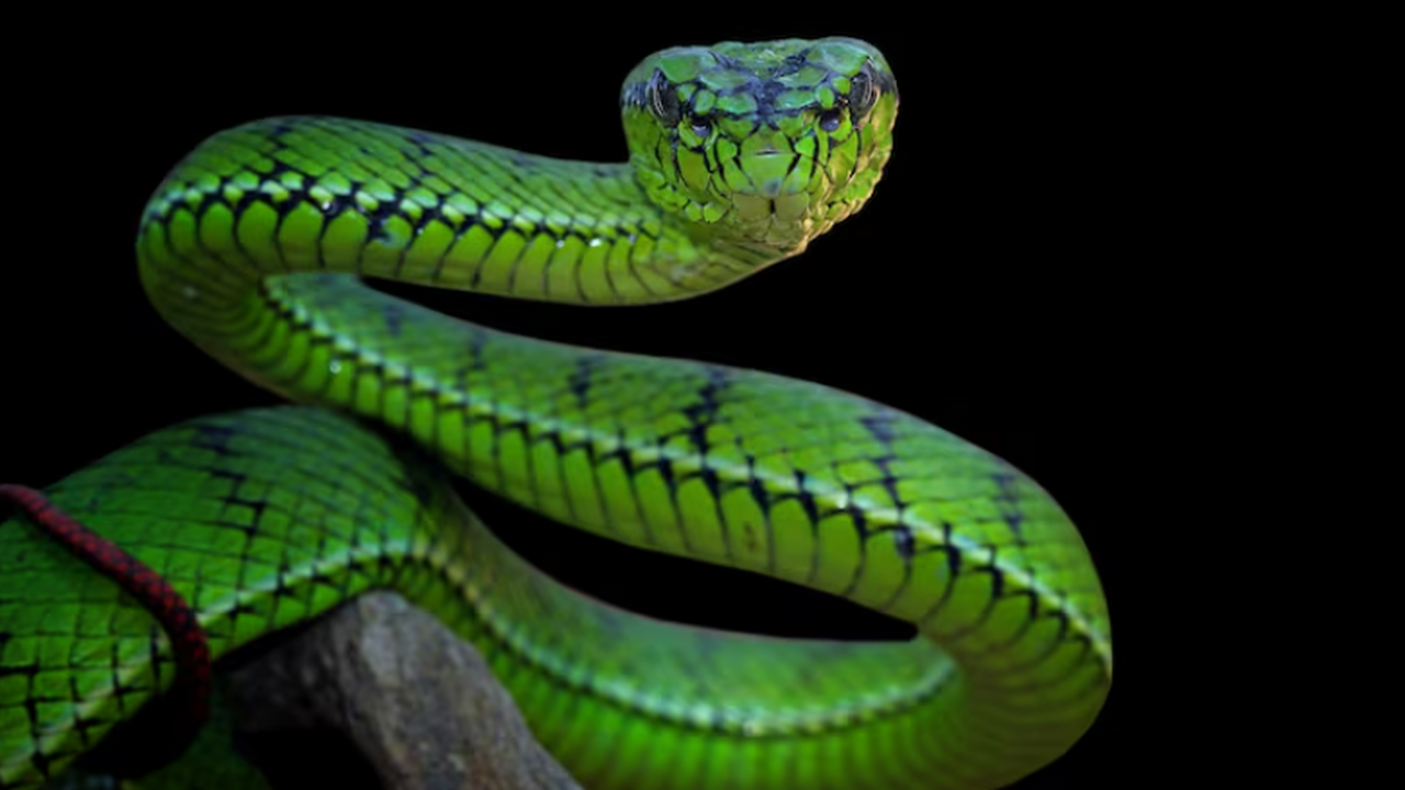 Страх змей широко распространён.