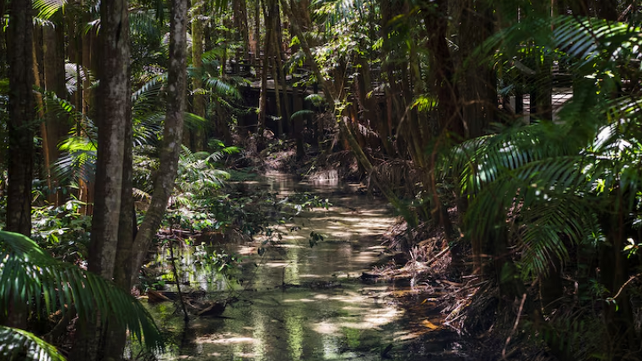 Климатический режим над Амазонией выходит за ра...