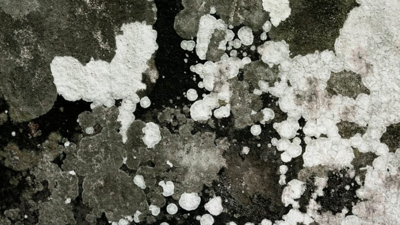 В России ведутся исследования, в рамках которых...