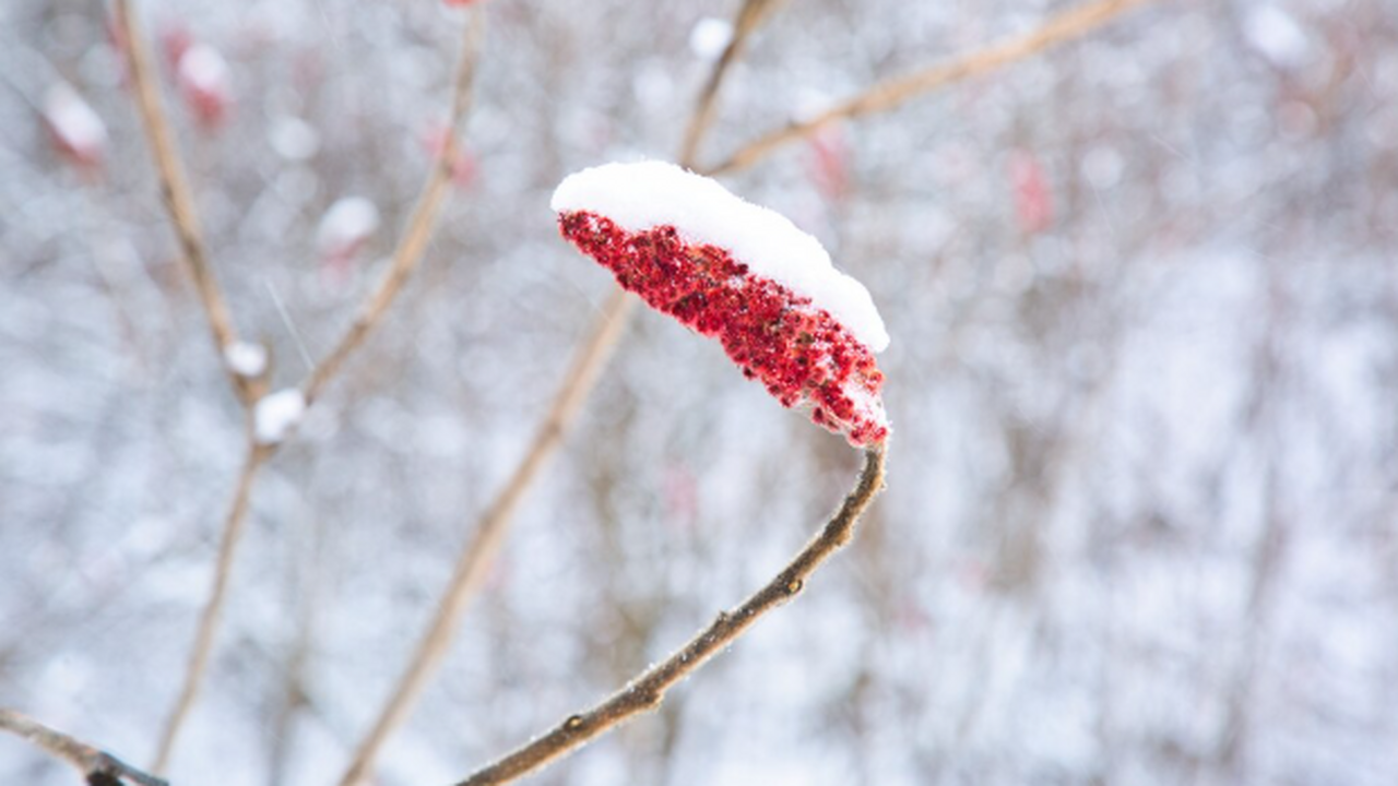 Синоптики дали точный ответ, когда вернется настоящая зима в Центральную Россию - обновленный прогноз на конец года Первые «пробы пера» уже близко, но до настоящих...