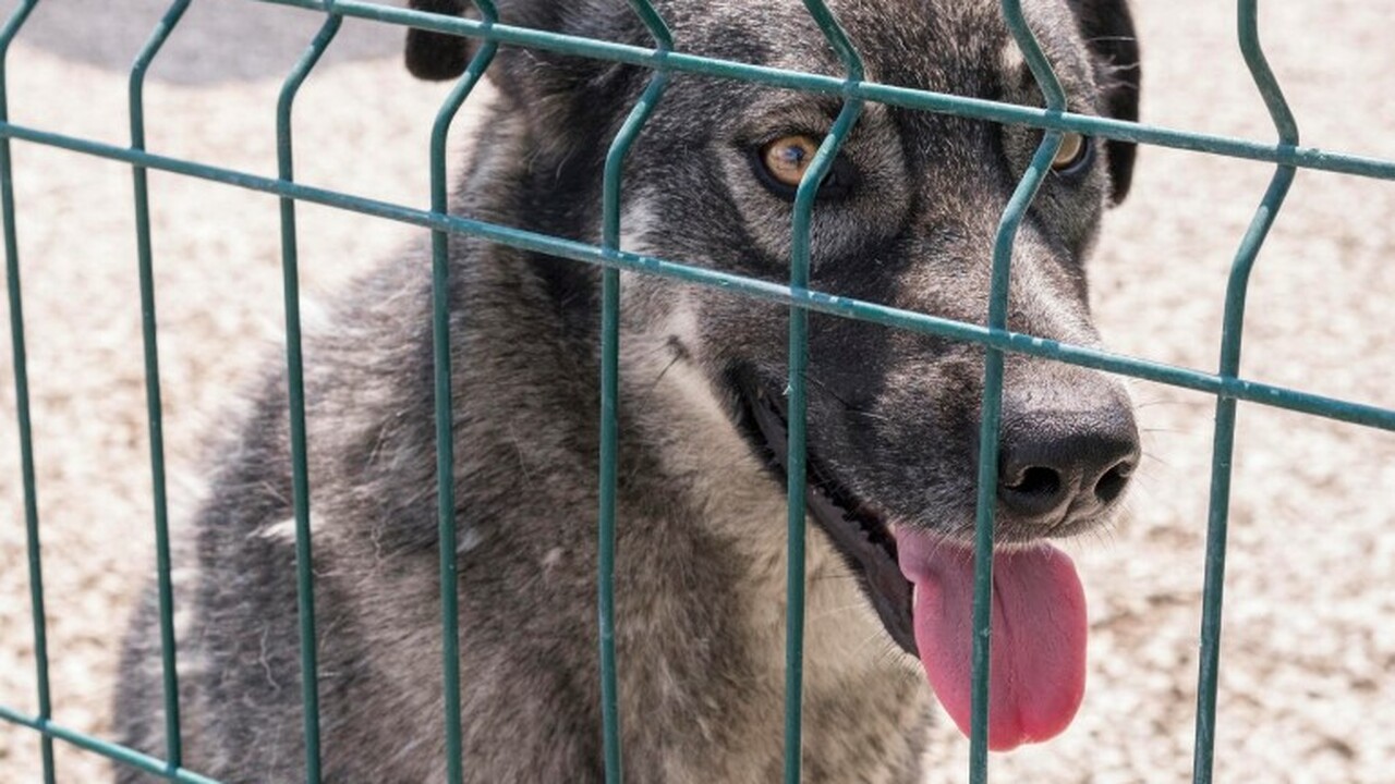 В Самарской области выявлен новый случай бешенс...