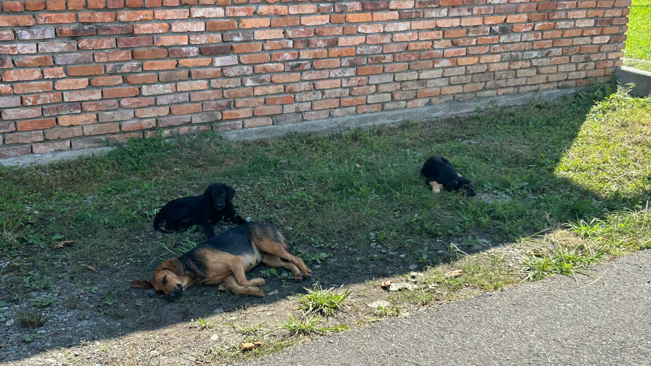 Самарская администрация объявила аукцион на отл...