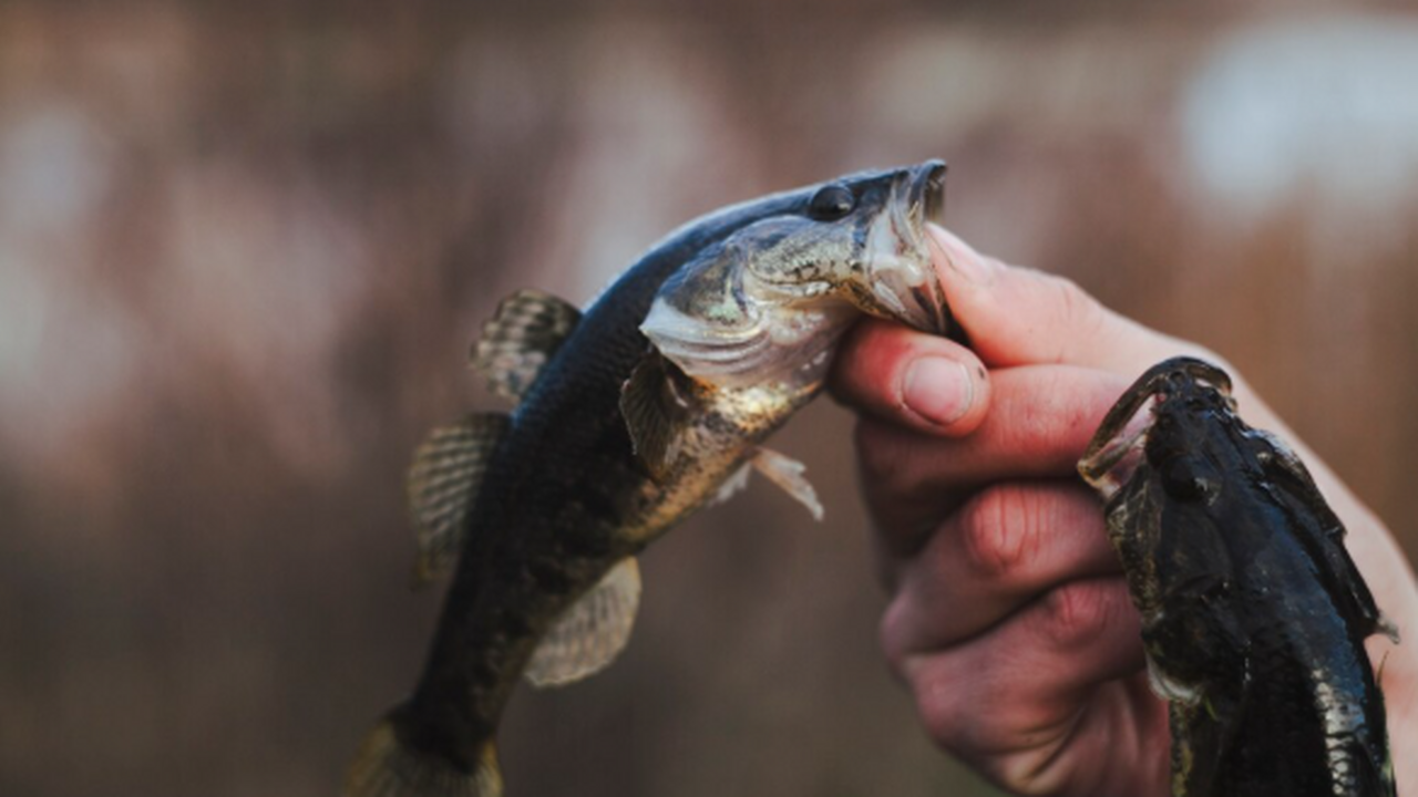 Рыбная отрасль Великобритании оказалась под угр...