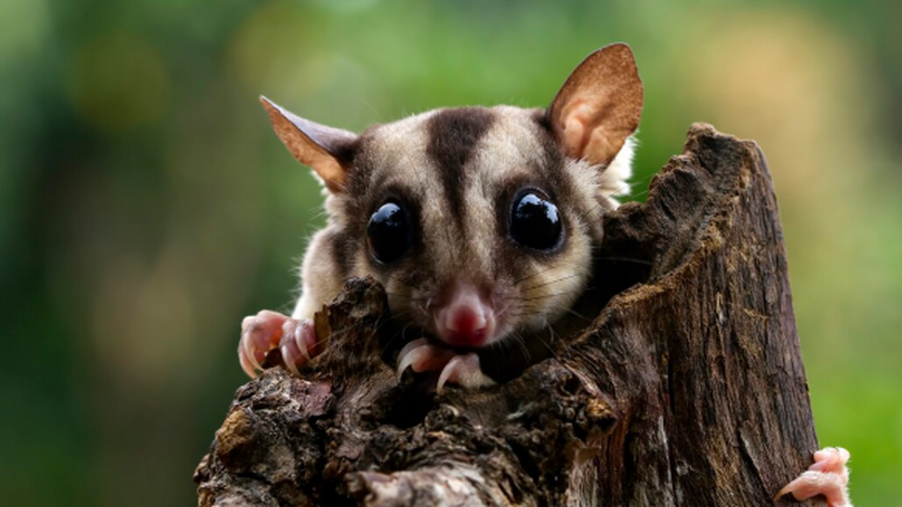В отдалённых районах Новой Гвинеи исследователи...