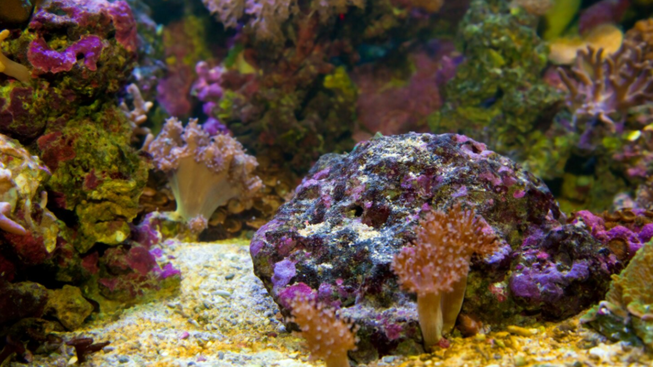 Ученые предупреждают, что коралловые рифы у Гуа...