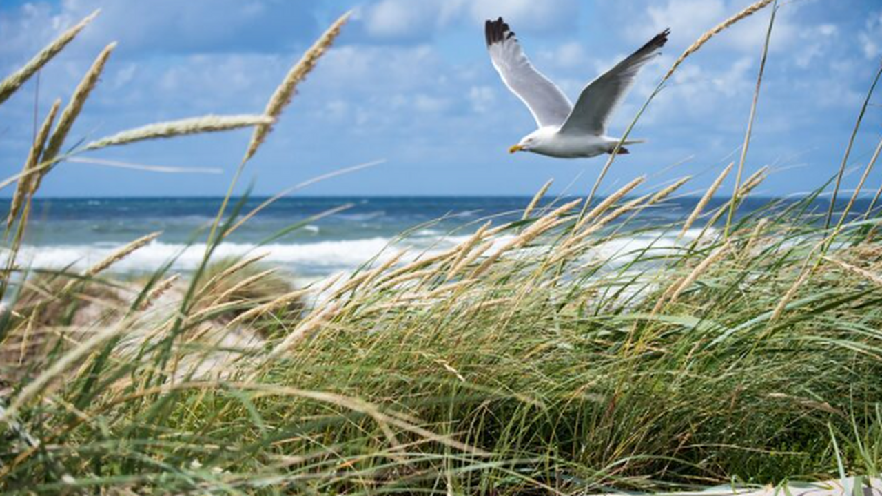 У берегов Анапы в апреле 2026 года были обнаруж...