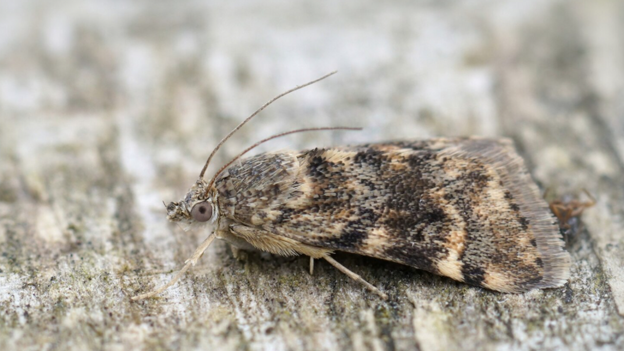 Ученые описали новый вид минирующей моли‑пестря...