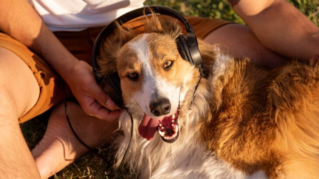 Исследование показало, что люди и животные совпадают в музыкальных вкусах Онлайн-эксперимент с 4196 участниками выявил со...