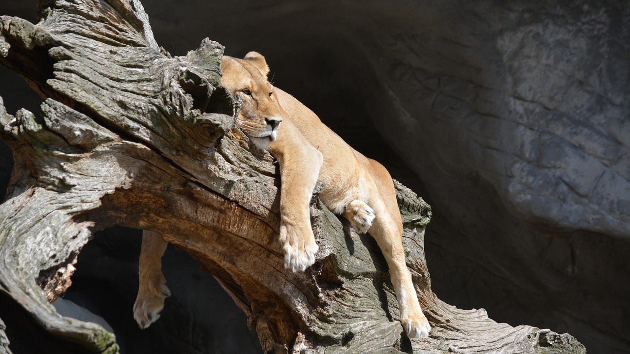 SuperJob: 16% самарцев считают себя ленивыми, чаще всего это мужчины и дизайнеры Наименее ленивыми считают себя жители 35—45 лет...