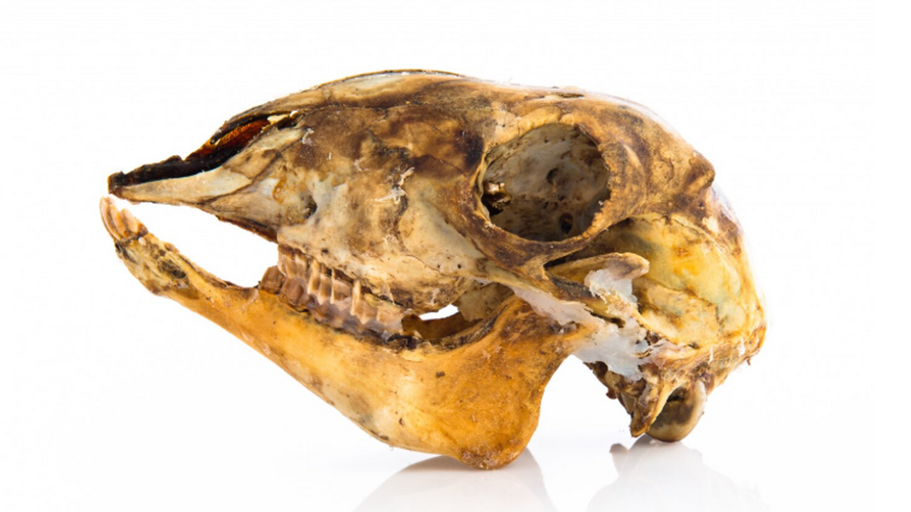 Останки древнего хищника из Южной Африки переписывают историю млекопитающих Окаменелость из Южной Африки показала, что круп...