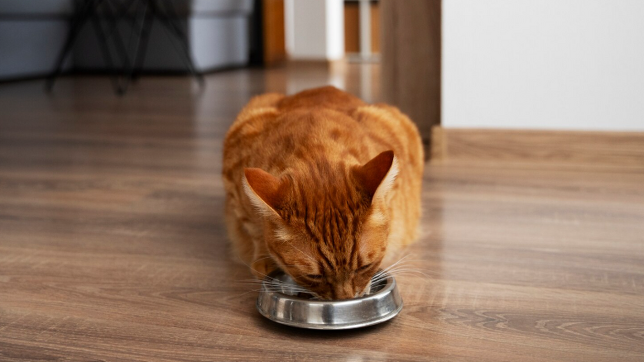 Исследование Университета Ивате показало, что к...