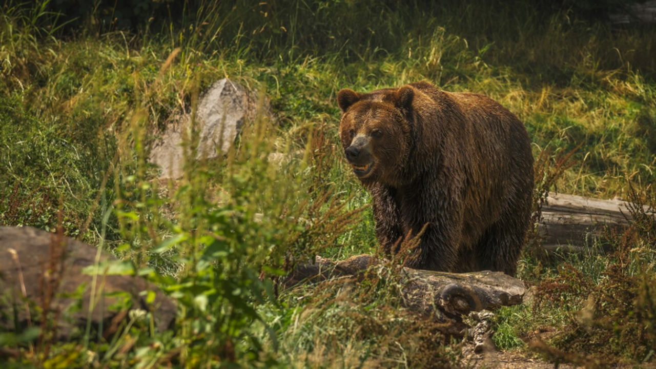 Прошло исследование: нейросеть распознала медведей Аляски по фото Учёные создали ИИ-модель, различающую медведей ...