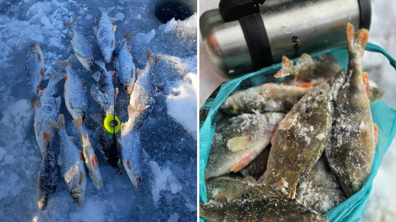 В начале текущего года в Самарской области набл...