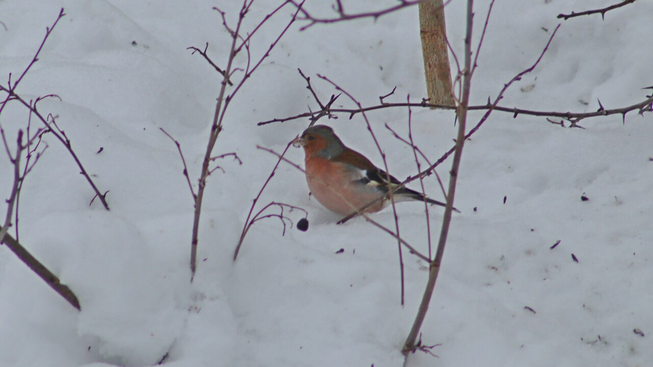 Появление зябликов в этом году оказалось ранним