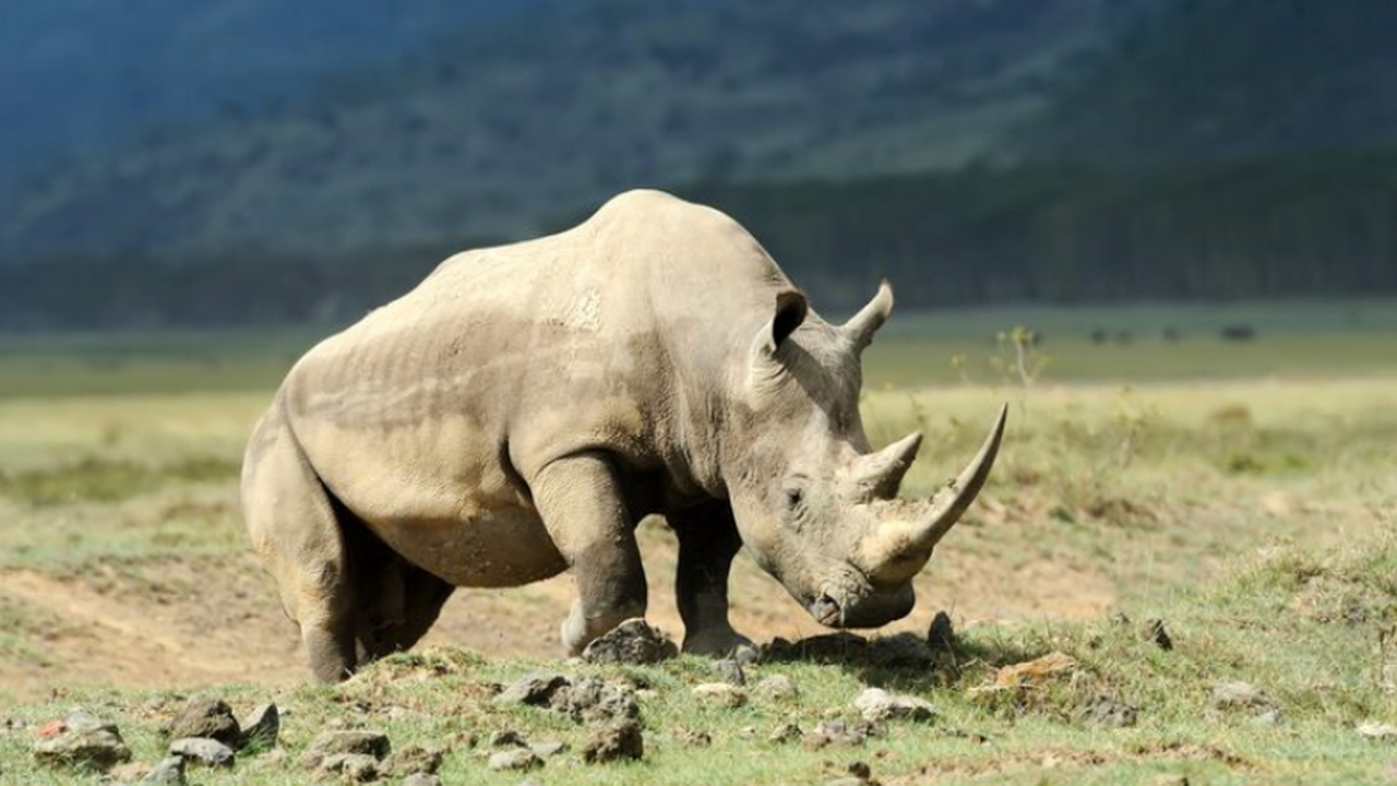 В НГУ впервые провели КТ челюстей шерстистого н...
