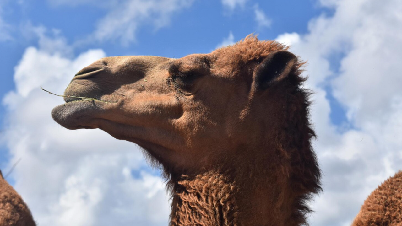 Палеогенетики обнаружили следы забытых домашних...