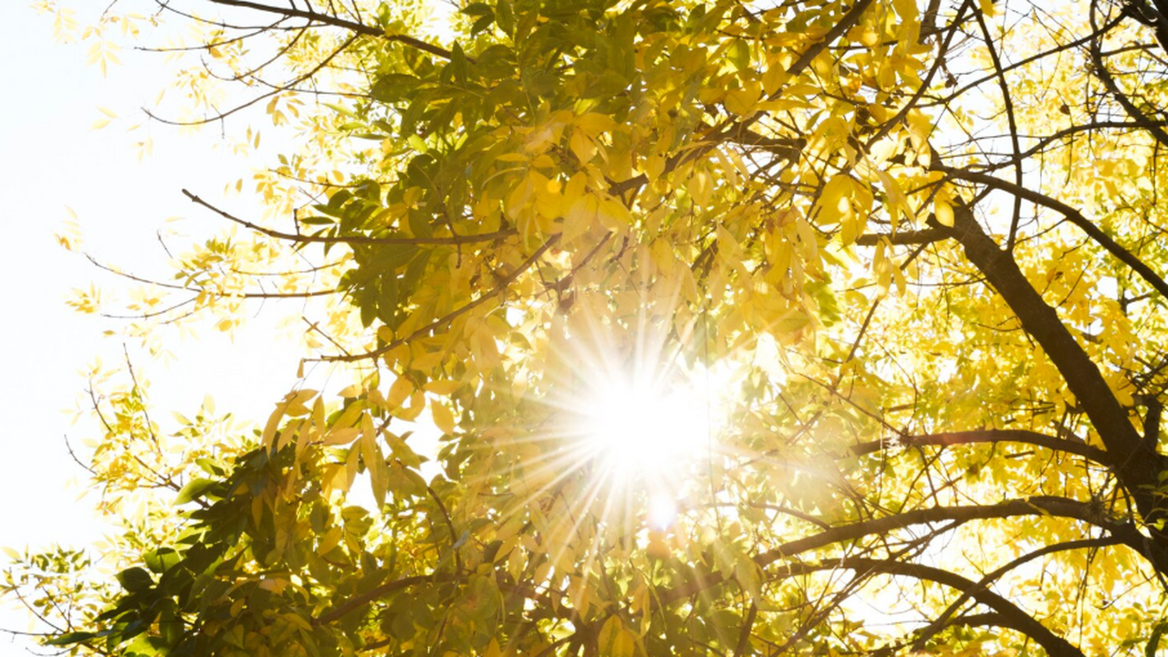 В ноябре текущего года жители Самарской области...