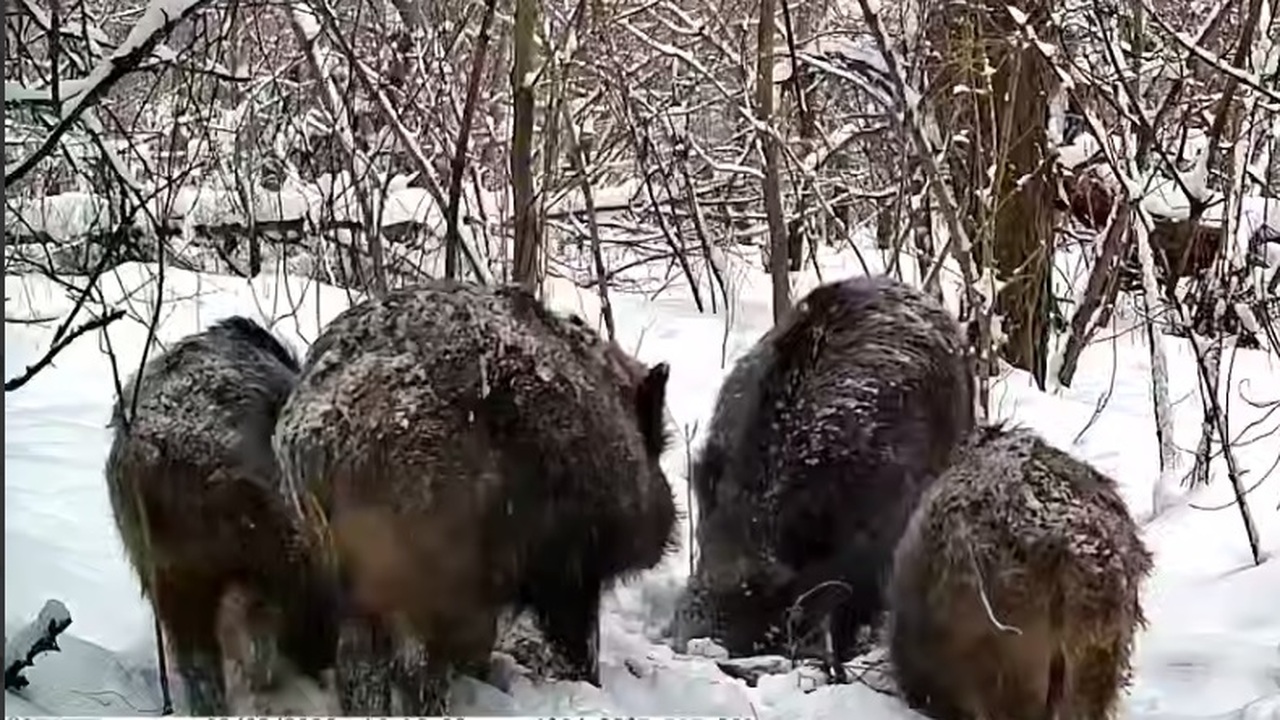 Кабаны в «Самарской луке» зимуют экономно: тропы и порядок в стаде помогают Специалистам нацпарка удалось зафиксировать про...