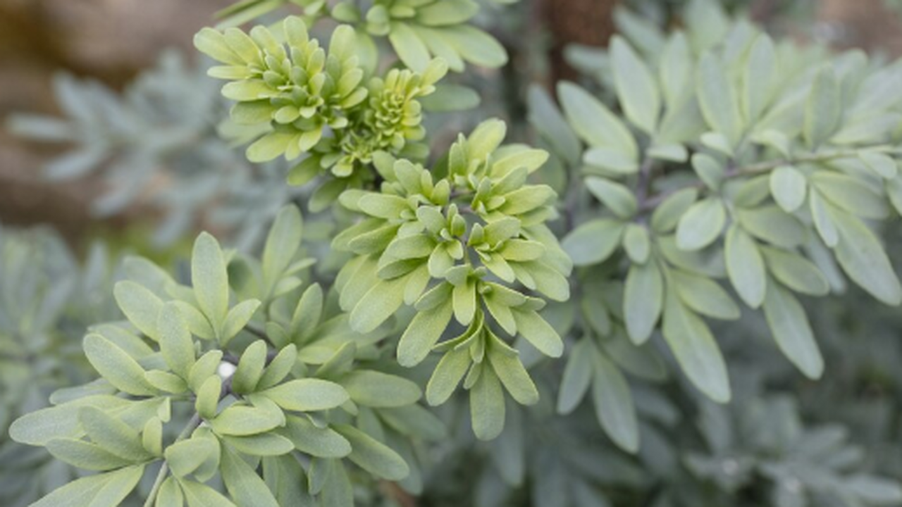 В Росси впервые успешно клонировали краснокнижное растение Oxytropis pilosa В Росси впервые успешно клонировали краснокнижн...