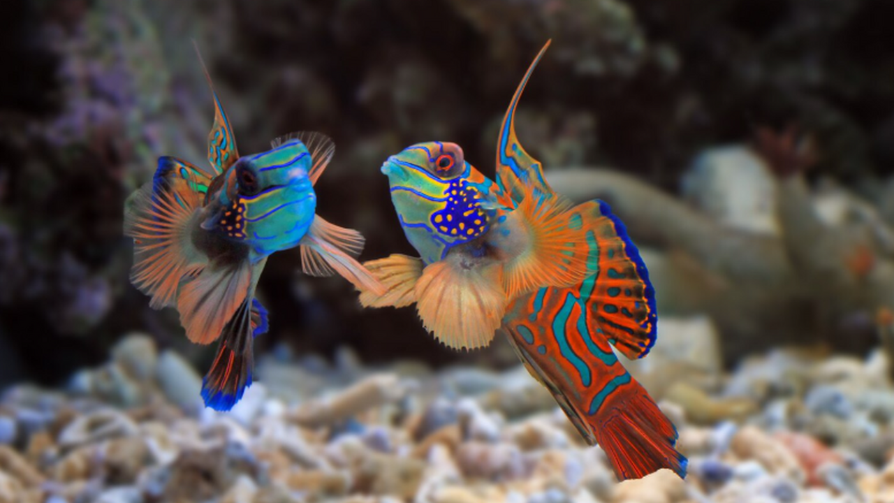 Шумовое загрязнение в канадской бухте Кембридж-...