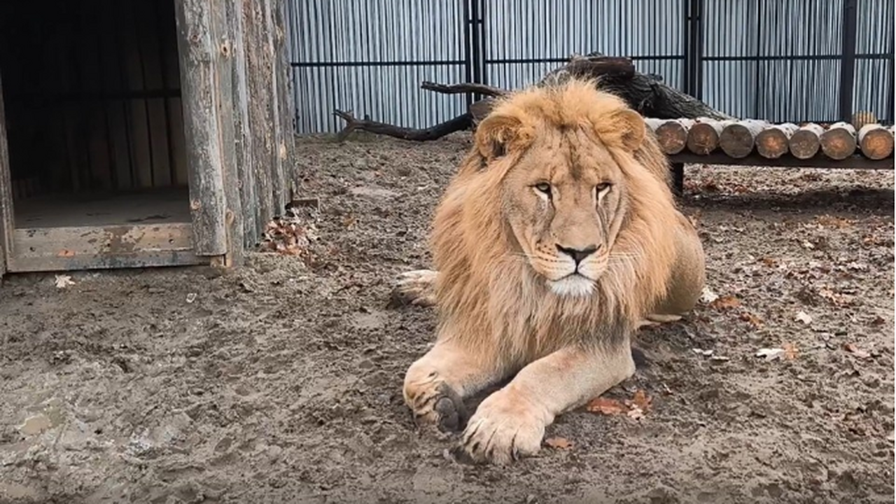 Самарский зоопарк обновил условия содержания крупных хищников - льва и пумы Лев Алтай и пума Рафаэль переехали в новые прос...