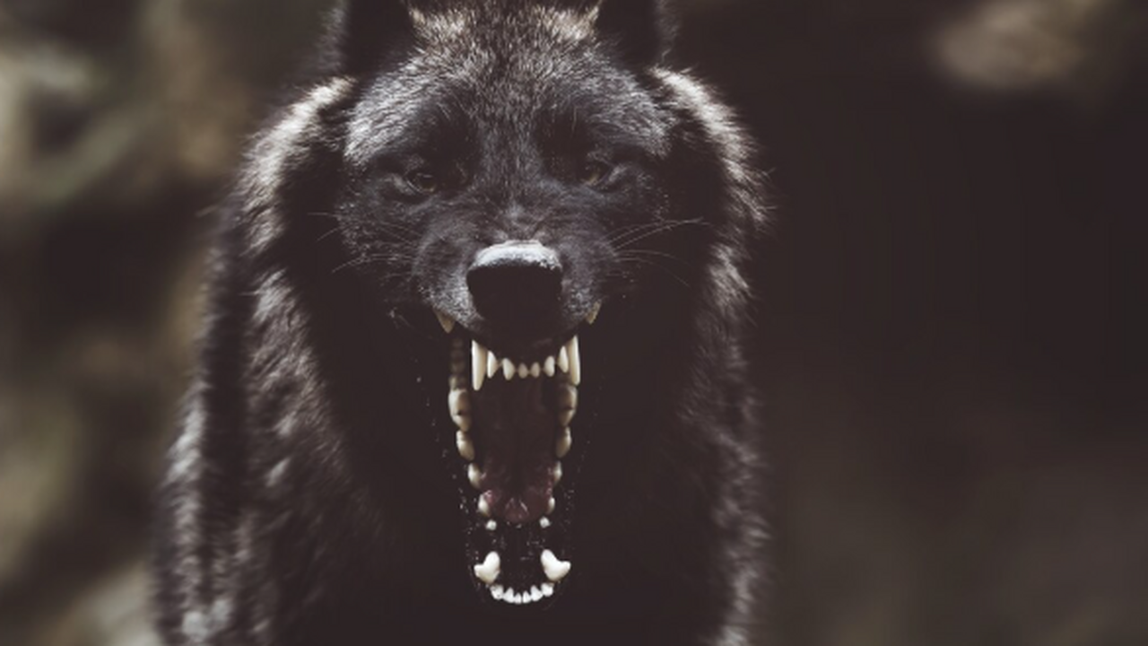 Распространение бешенства зафиксировали минимум в 16 регионах России В ряде регионов России выявлены очаги распростр...