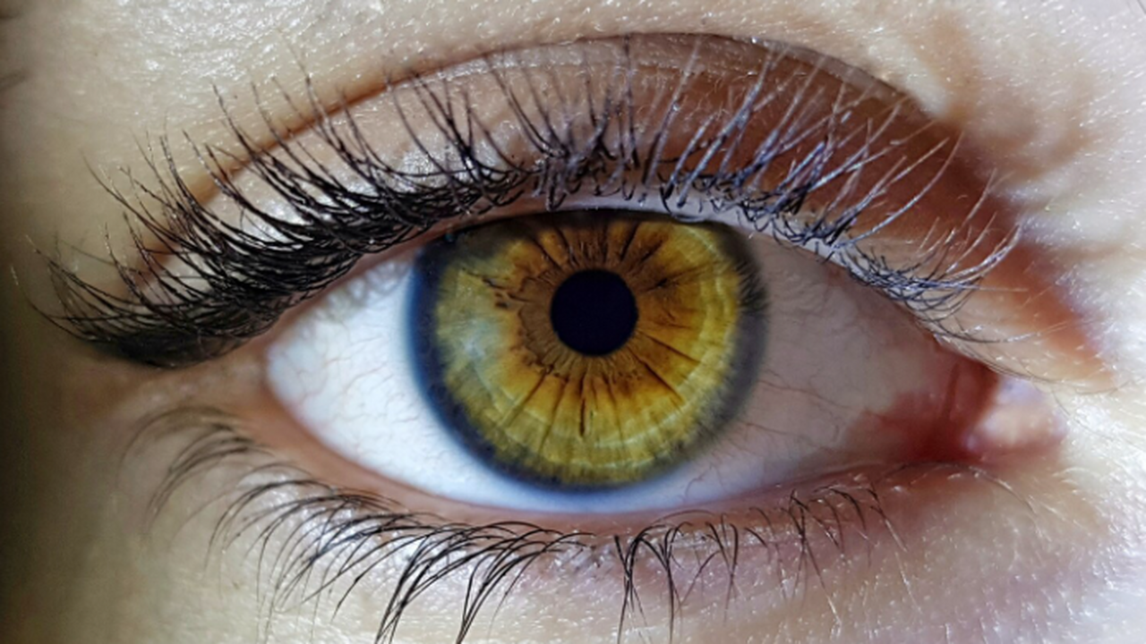 В Швейцарии изучили мини-сетчатки и выявили сое...