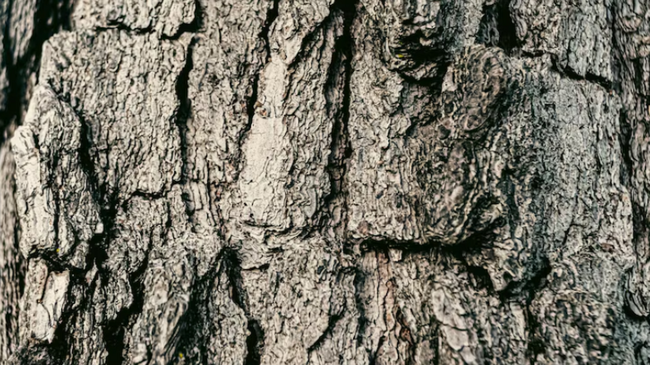 ПНИПУ создал метод переработки древесных отходо...