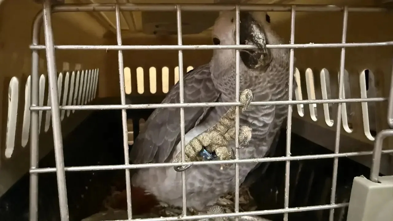 Все животные переданы в Ульяновский зоопарк