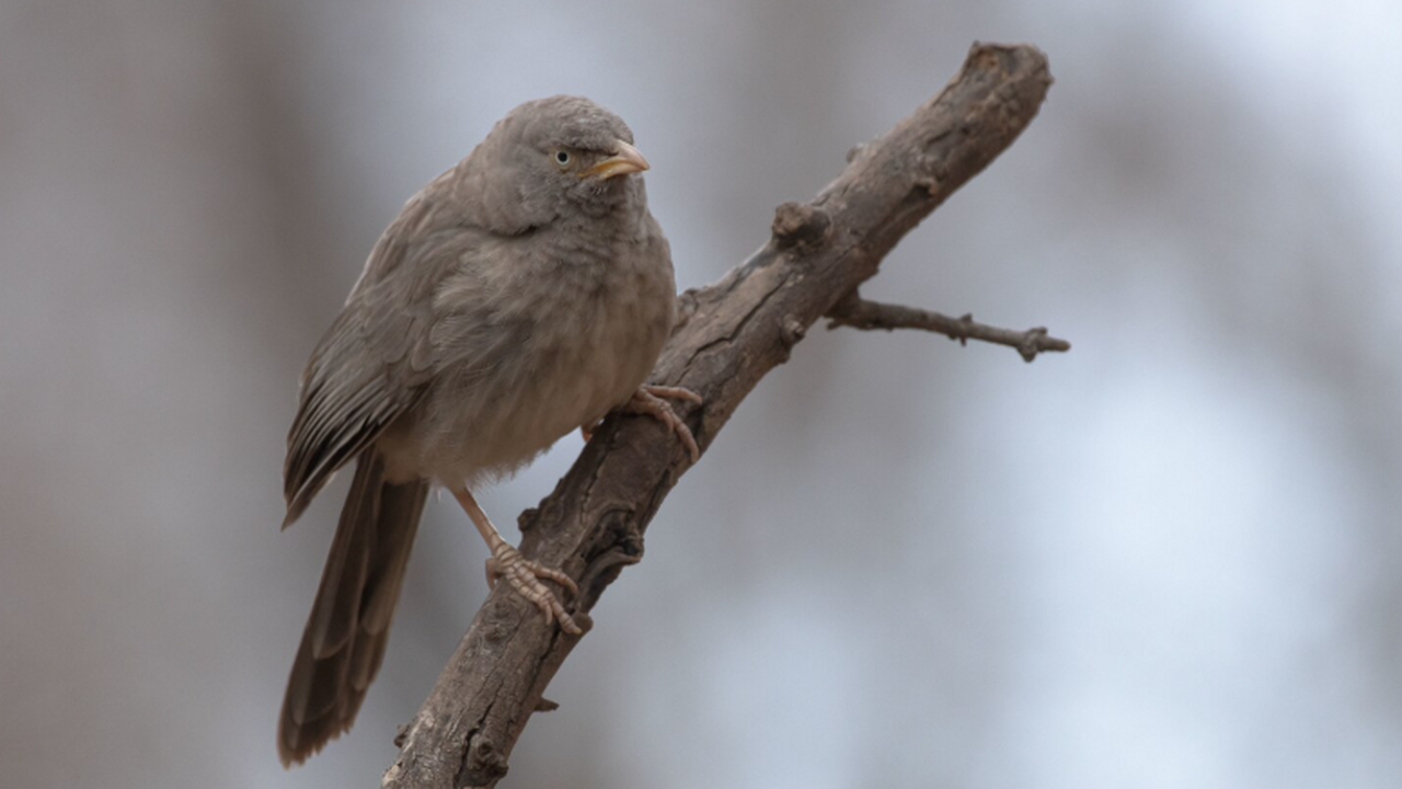 Исследователи выделили два новых вида серых мур...