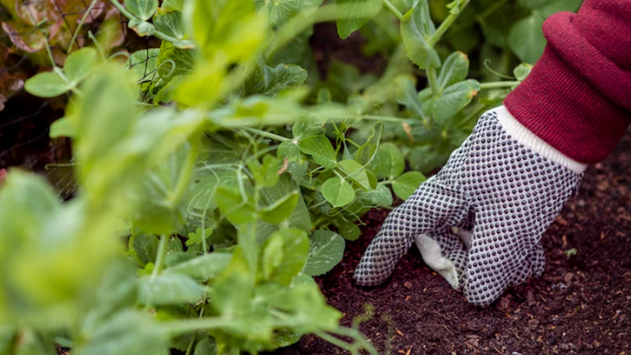 Штраф за простой одуванчик: дачникам грозят тысячи за естественную красоту участка Дачники, внимание: за сорняки на участке теперь...