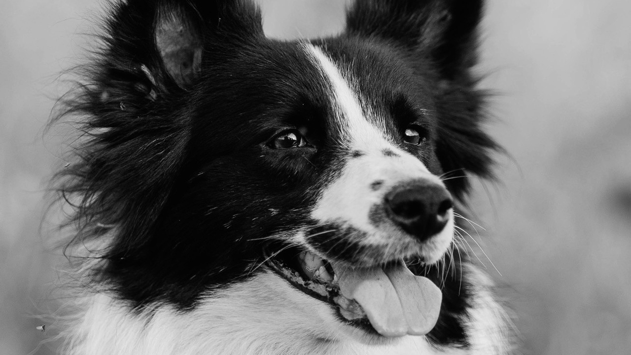 Во время тренировки в Ленинградской области зас...