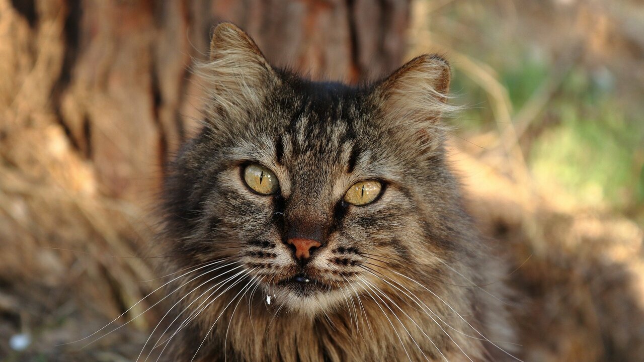 Они похожи а домашних кошек, но гораздо крупнее