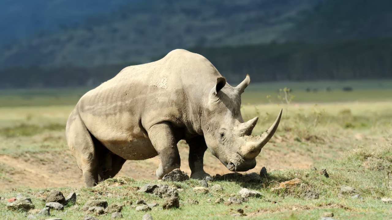 Генетики получили геном шерстистого носорога из...