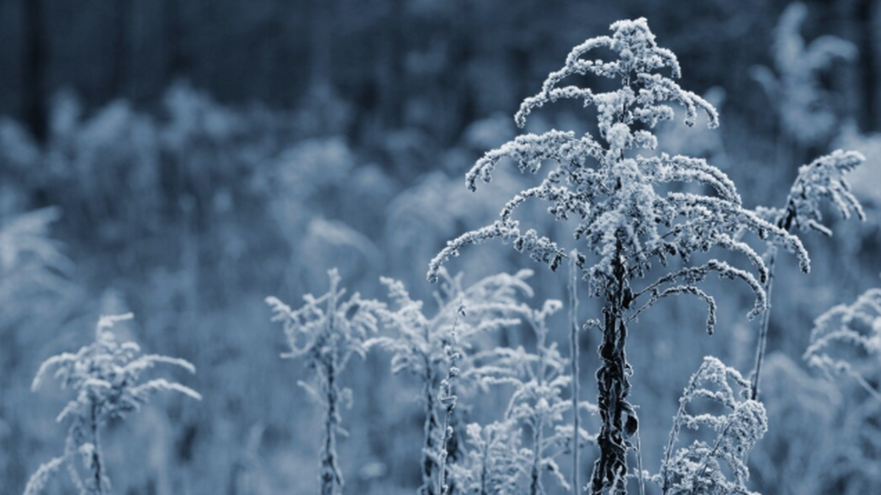 Зима ворвется неожиданно рано: россиянам дали ответ – когда к ним в города придут морозы Осень даже не успеет начаться, а уже нужен скре...