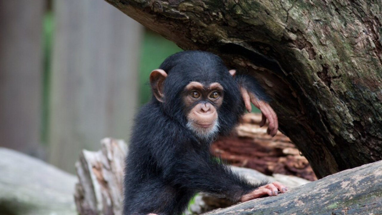 Исследователи из Бельгии и Нидерландов сравнили...
