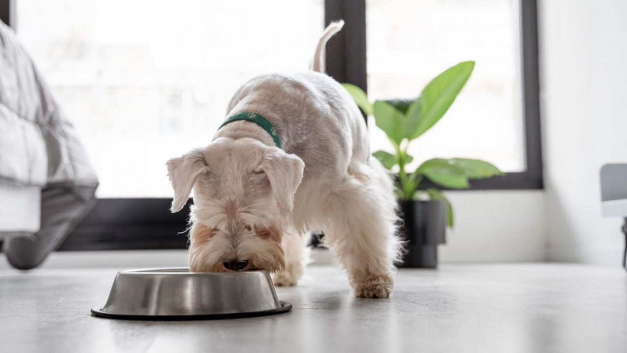Ученые назвали корма для собак с наименьшим вредом природе сследовали влияние собачьих кормов на экологию ...