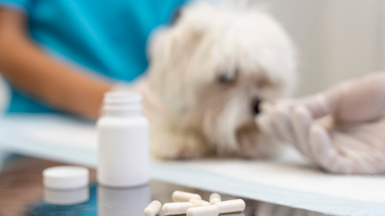 Упокоительные пилюли: почему зумеры покупают себе лекарства для животных Молодые россияне начали использовать ветеринарн...