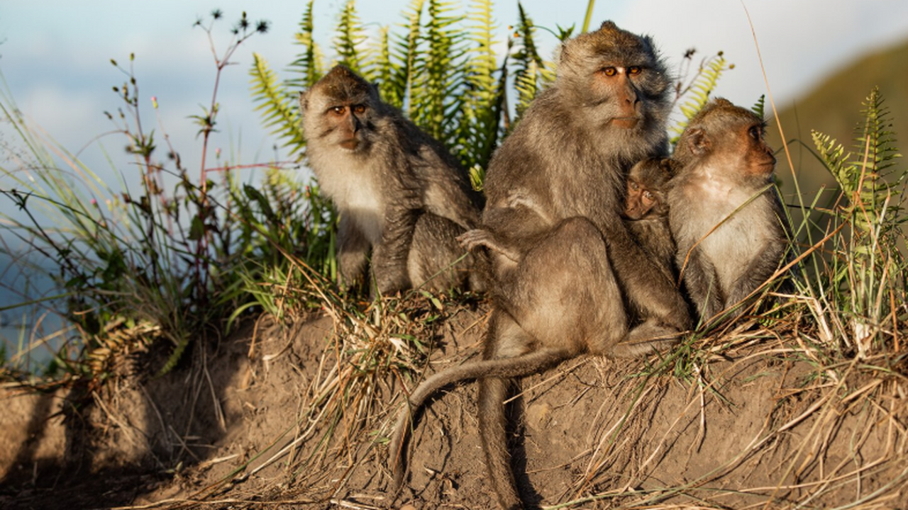 Палеонтологи обнаружили зубы пургаториев в Коло...