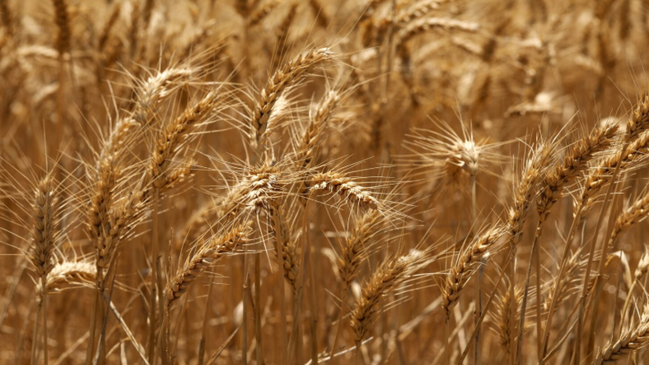 Ученые из Дании и Испании с помощью алгоритмов ...