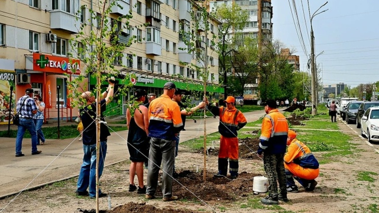 В Самаре изменили подход к озеленению и уходу за деревьями Старые и больные деревья в Самаре продолжат уда...